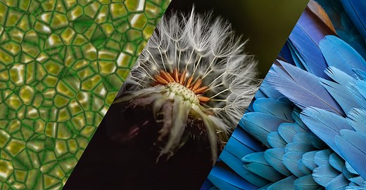 What is Biomimicry? - EHL Insights | Hospitality news