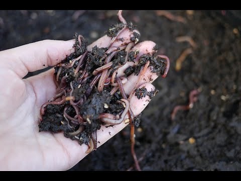 Worm Farms: a Beginners Guide | Milkwood