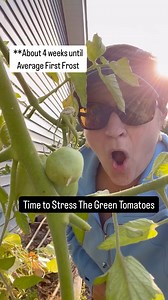 515K views · 5.8K reactions | It is time to put our tomatoes under...