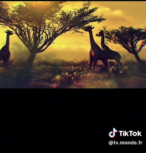 L’être humain est il l’espèce la plus supérieur ? #science #human #apprendresurtiktok #reflexion