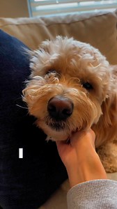 147K views · 1.5K reactions | What’s your favorite part of your morning routine? ⬇️ | Hudson the Doodle Bear | Facebook