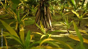 Close up footage of roots of walking tree in Jardin del Balata on island Martinique,.