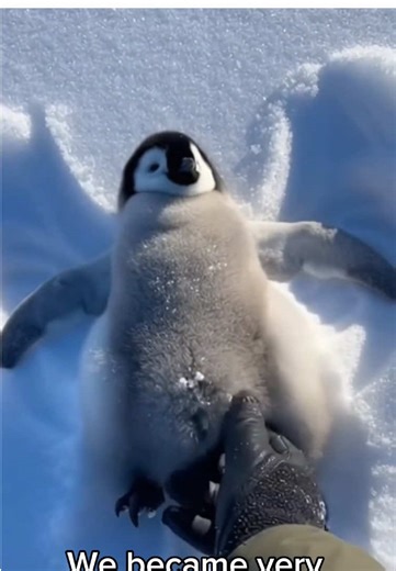 I thought I was just passing through the ice… until I saw him. A tiny penguin chick, alone, scared, and running for its life. 🐧❄️ I shouted. I stopped. I helped. What happened next reminded me that even the smallest lives matter. Stay until the end… because some moments change you forever. 🤍 #penguin #wildliferescue #animalrescue #naturestory #emotionalvideo 🐧✨