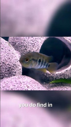 Aquarium Setup: Perfect Tank for Your Cichlids #shorts