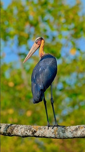 Rare Lesser Adjutant Stork in 4K #birds #wildlife #nature