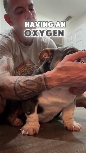 Secret technique that could save your dogs life ‼️🐶 #doglover #petcaretips #nebulizer