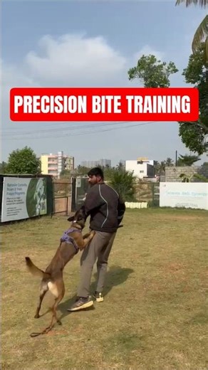 Perfect Tricep Bite | Controlled Protection Dog Training #shorts