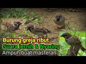 Masteran burung gereja kawin | Suara burung gereja gacor | Suara burung gereja memanggil temannya