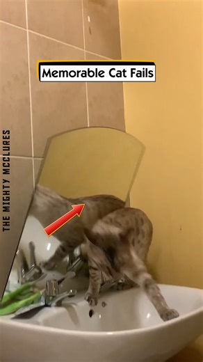 13K views · 48 reactions | Memorable Cat Fails | The Mighty McClures | Facebook