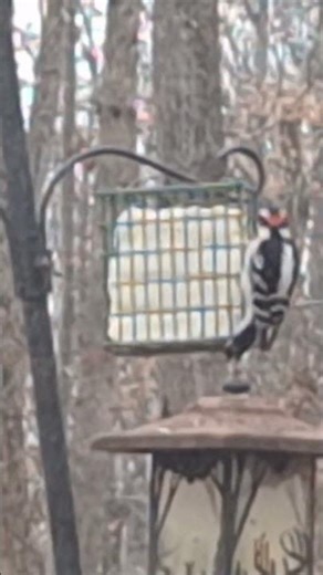 a woodpecker stopped by