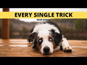 EVERY Trick My Mini Aussies Know