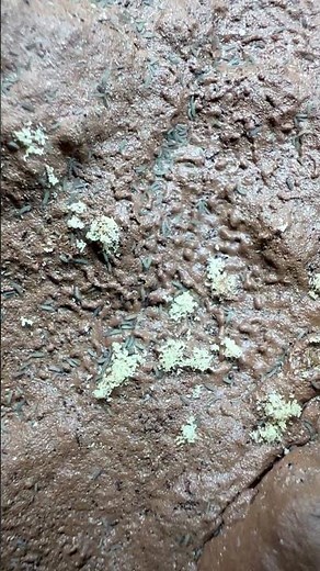 Blue Podura Springtail culture with lots of visible stacked eggs #springtails #collembola