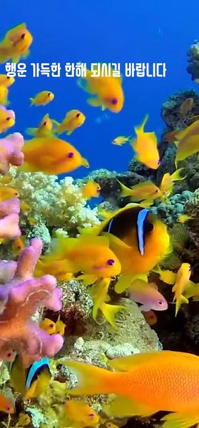 Explore Vibrant Underwater Scenes with Colorful Marine Life