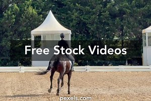 Dressage Horse Videos, Download The BEST Free 4k Stock Video Footage & Dressage Horse HD Video Clips