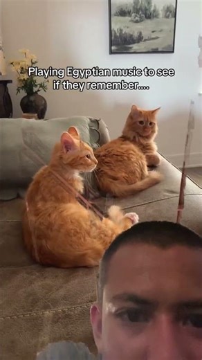 Why are cats startled?🥺🧐 #cat #greenscreen