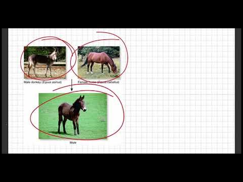 Applied Genetics - Grade 12 ADV