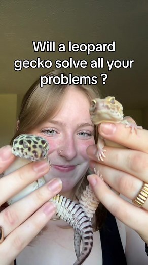 💚- Being able to have access to sooo many color morphs with many species in the reptile trade can he super exciting especially with species like leopard geckos! 💚- It’s important to make sure you do ample research and prep before bringing home another reptile and allow them to have their own space/enclosure. 💚- Cricket and Greez are a greay example of that! These are two female leopard geckos that each have their own bioactive 18x18x36 (or 40 gallon breeder) enclosures, which if you didnt kno