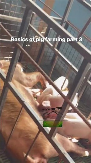 Basics of pig farming part 3 #fyp