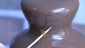 Chocolate coated insects dipped in fountain