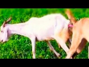 Dog and Goat meting accidentally breeding in the Fields 😱
