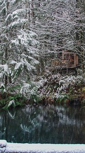 Peaceful moments by the pond ✨ The Upper Pond and Nest treehouse provide views of our serene pond and the forest canopy 🌿 #treehousepoint #nelsontreehouseexperience #pnw | Treehouse Point
