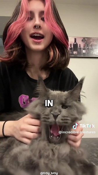 The Majestic Maine Coon: Largest Breed of Cat Explained
