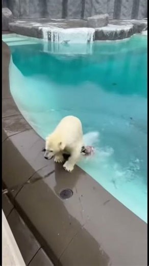 Heart-Stopping Rescue: Husky Narrowly Escapes Polar Bear Enclosure 🐻🐕 #animals #bearsafe