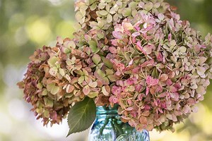 紫陽花をドライフラワーにして飾ろう！おすすめの品種と作り方もご紹介 | 花と笑顔を暮らしのそばに − はなのわ