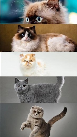 Top 5 Cutest Cat Breeds in the World 😻