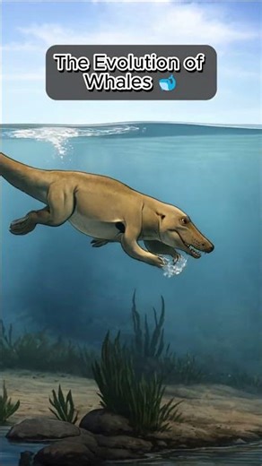 The Evolution of Whales 🐋 #animals #global #evolution #whales #interesting