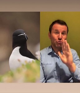 Razorbill | Markulland