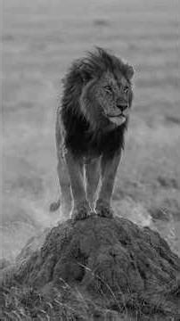 Quiet Confidence Beats Loud Noise 🔥 #motivationalshorts #winning #discipline