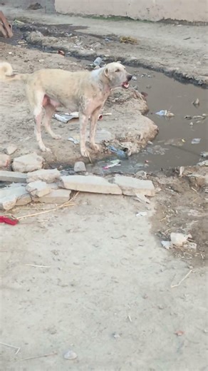 Dangerous Dog Barking 😱🐶