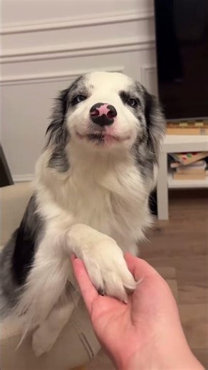 Cutest Dog High-Five Ever! Smiling Pup Melts Hearts in Viral Video