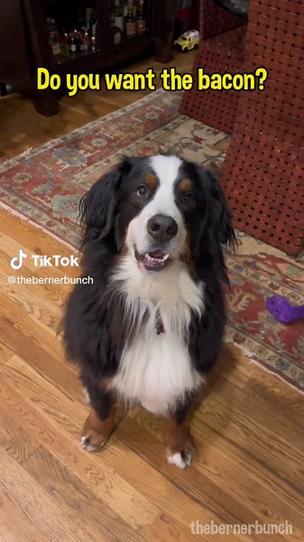 Teaching Inside Voice to Dogs for Bacon Rewards