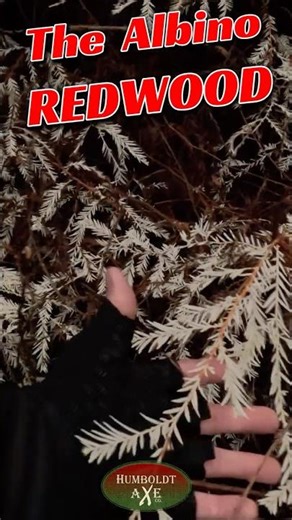 The Albino Redwood | One of the Rarest Tree's in the World