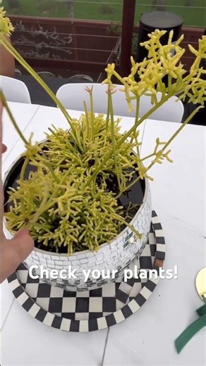 Root rot and how to prevent!