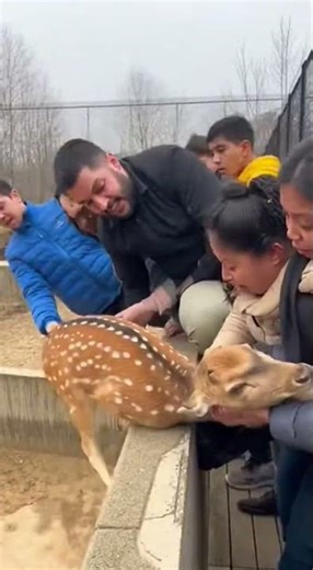 Black Panther's Heartwarming Rescue Moment 🖤🦌 #AnimalRescue #InterspeciesKindness