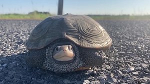 11K views · 1K reactions | This gorgeous little turtle is a...