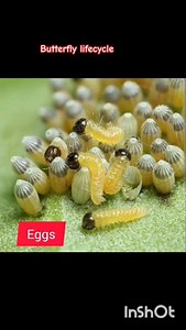 butterfly lifecycle butterfly 🦋. #shorts #shortsfeed