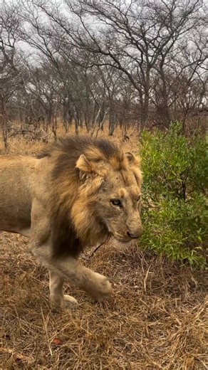 The Legendary Avoca Pride - Kings of Kruger National Park, South Africa | #lion #wildlife #shorts