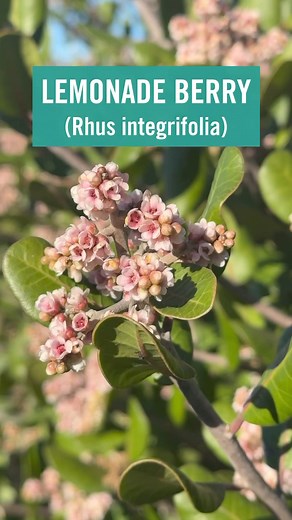 Did you know we’re working on a native plant garden? These are some of the many beautiful specimens we’ll be planting in the outdoor exhibit—they’re all over San Diego and Baja California! 🌿 Native plants are the foundation of our shared ecosystem: they save water, support wildlife, and make our communities healthier (and prettier!) places to live. A new outdoor exhibit opening in late spring will introduce visitors to the beautiful and beneficial native plants that make this place so full of l