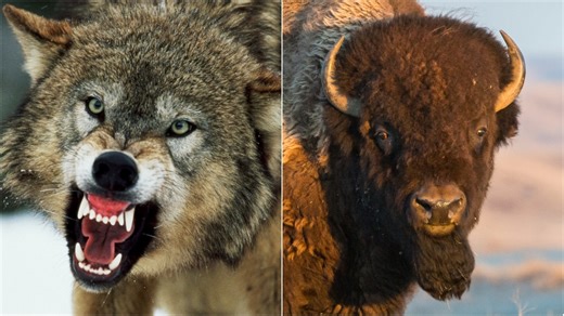 Wolf Tries To Attack Bison, Gets Hit With Instant Karma: WATCH