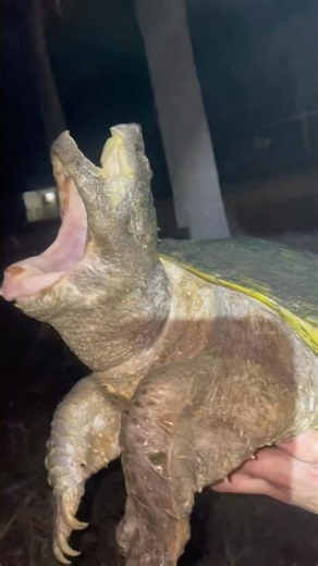 Why Does This Turtle Have Two-Mouths? #goodtoknow #vet #medicine #funfacts #lifehacks #educational