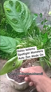 Fenestration? Monstera Likes Light (Indoor Ornamental Plants) #garden #plants #ornamentalplants