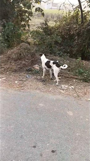 Aggressive dog barking sound #shorts