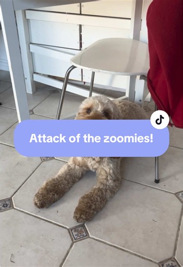 Understanding Dog Zoomies: Why They Happen