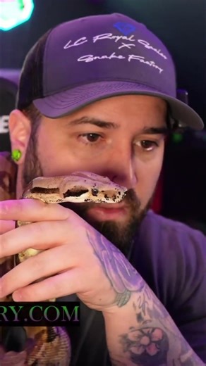 Ball Python ID Guide: Is Yours a Male? #shorts