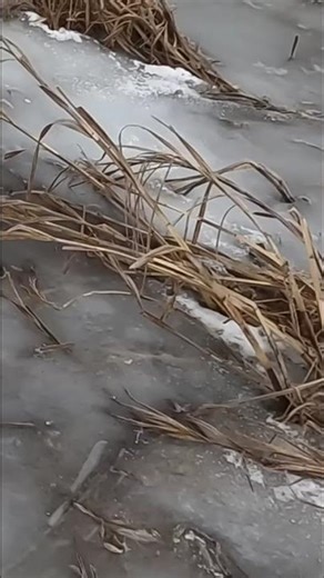 First Duck Hunt: Strategic Shot for a Clean Retrieval! #shorts