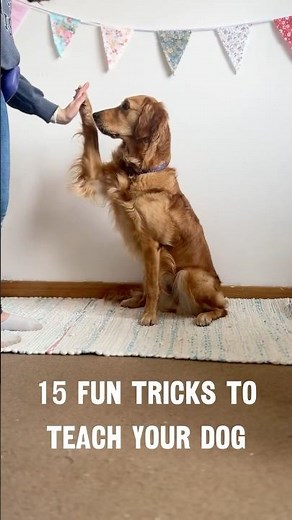 15 Fun & Easy Tricks To Teach Your Dog